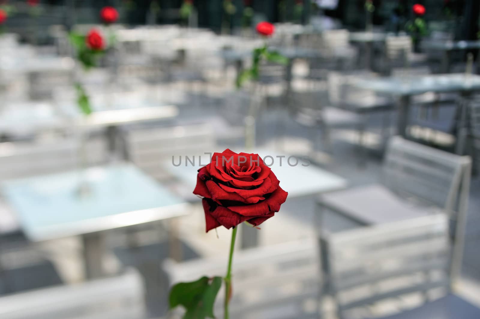Roses on the tables in cafe in Paris. Photo with tilt-shift effect