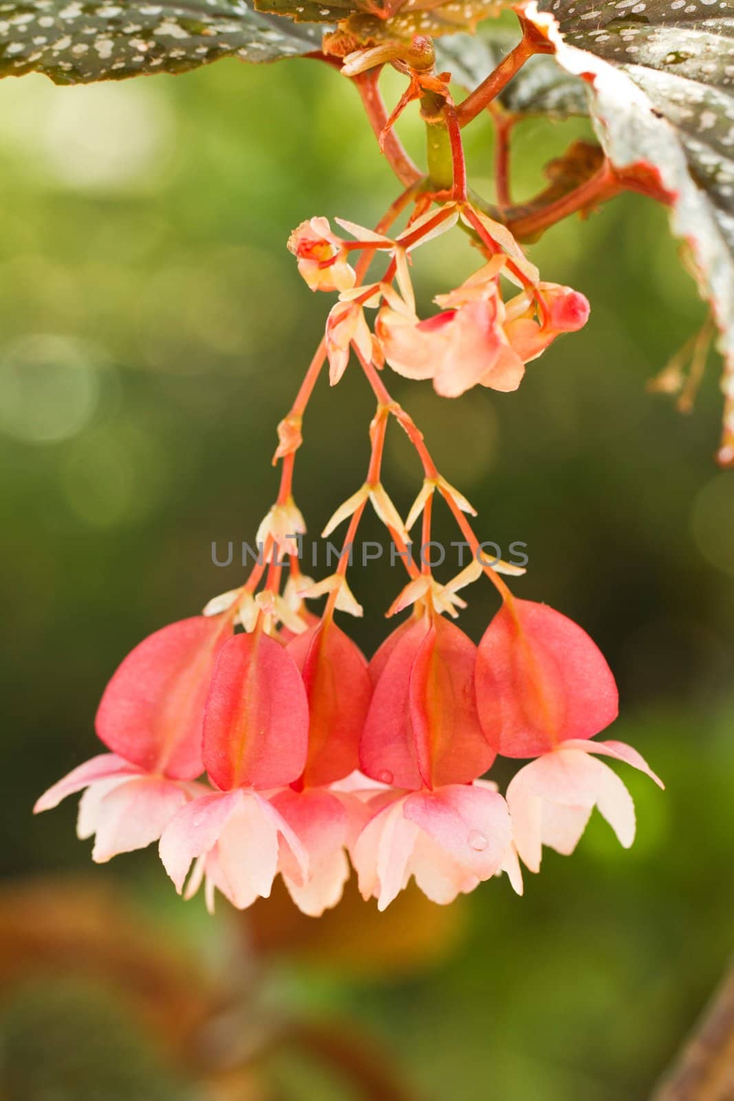 Close view detail of some fuchsia flowers on the garden.