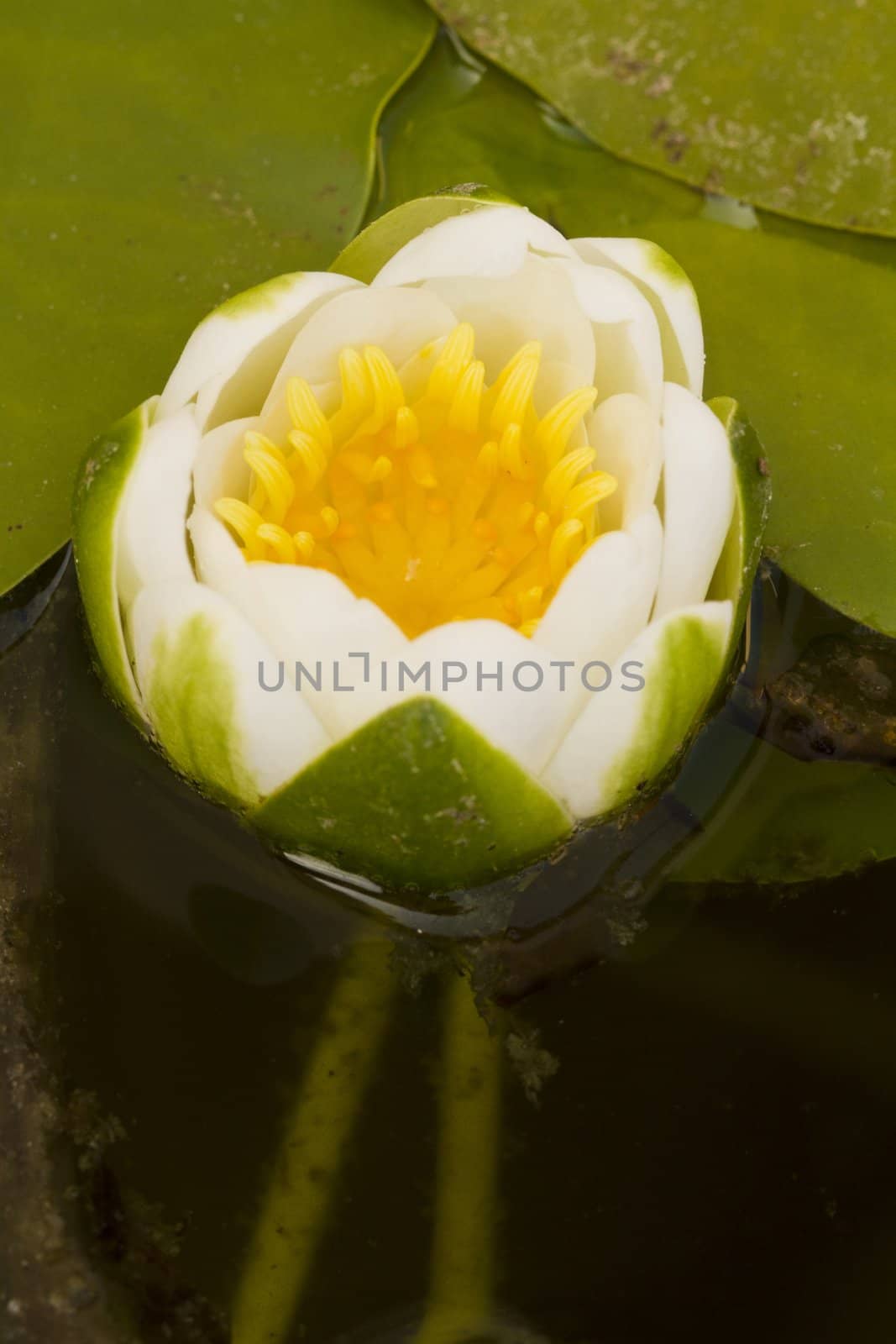 Close view detail of a lily pond flower floating.