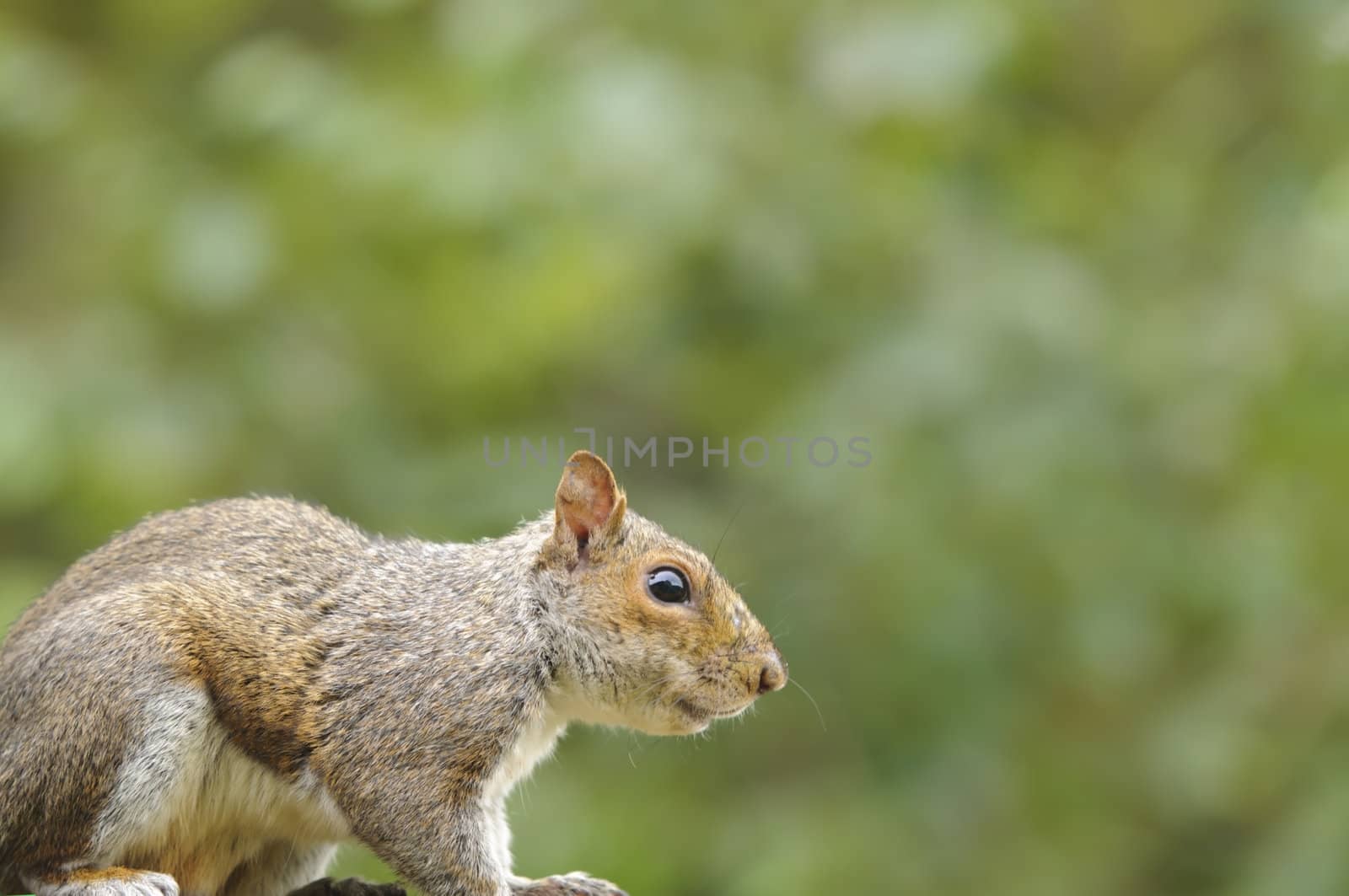 Close up of a young Grey squirrel (Sciurus carolinensis)