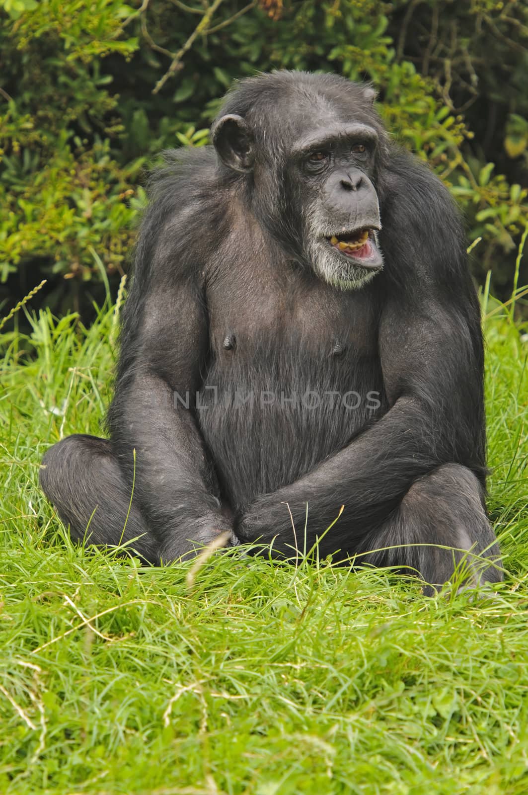 Close up of a Chimpanzee (pan troglodytes)