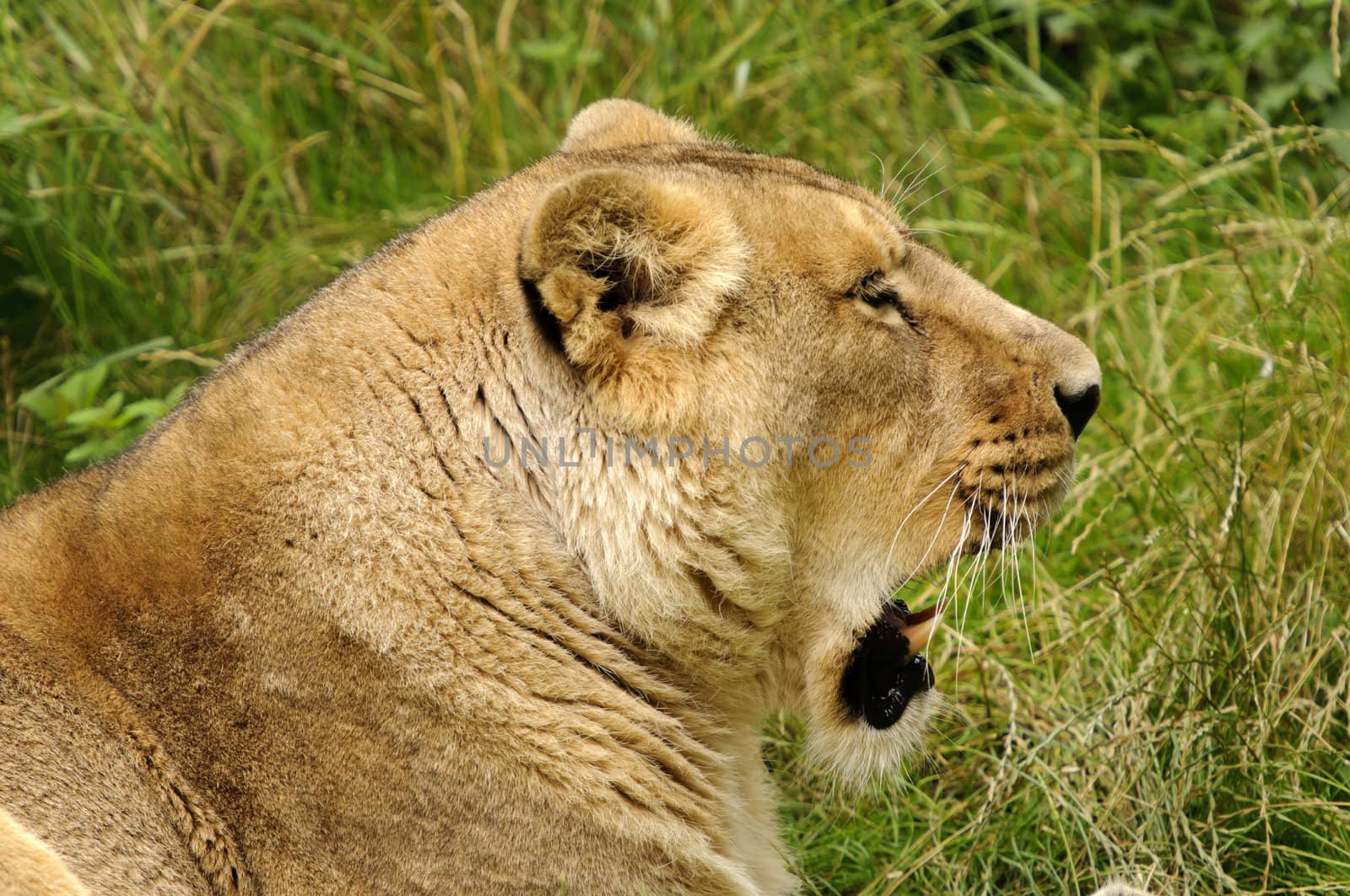 Close up of a Lioness (Panthera leo)