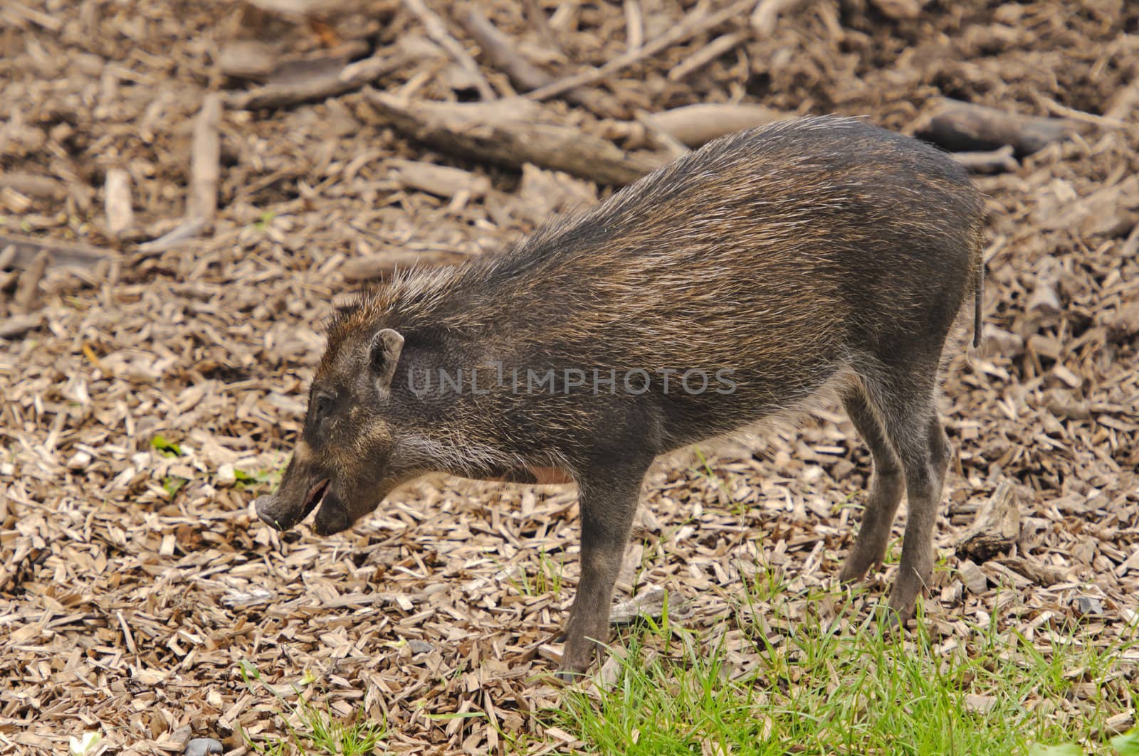 Close up of a Visayan Warty Pig (Sus cebifrons)