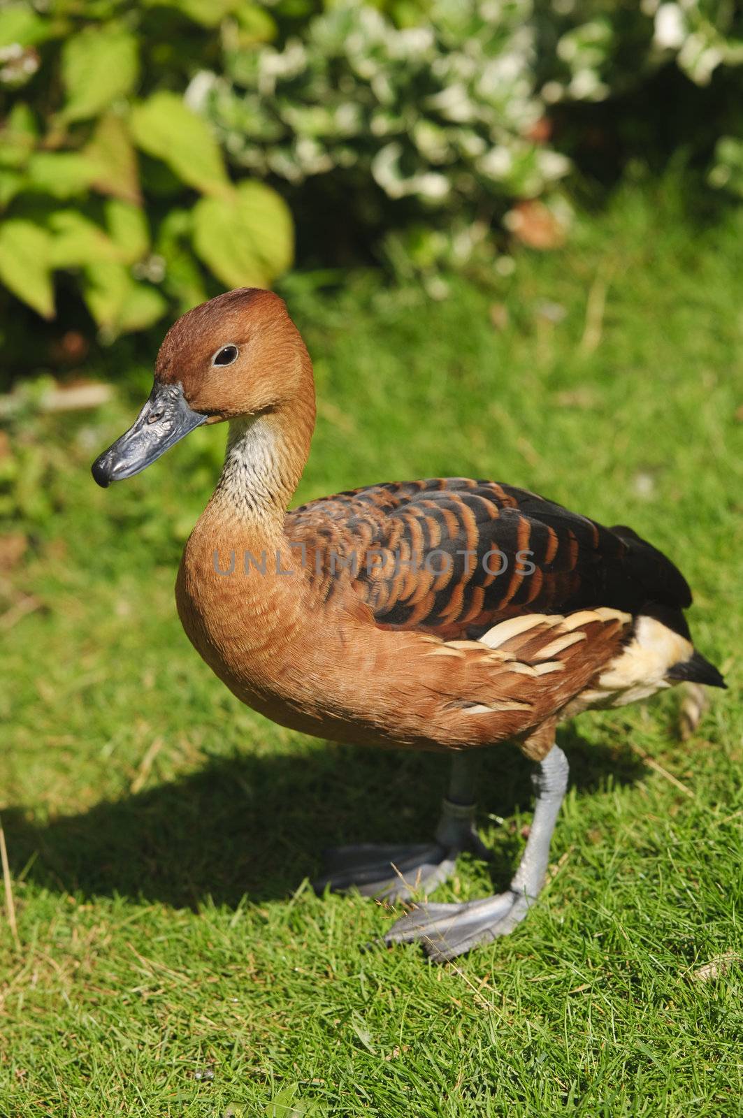 Close up of a Fulvous Whistling Duck (Dendrocygna bicolor)