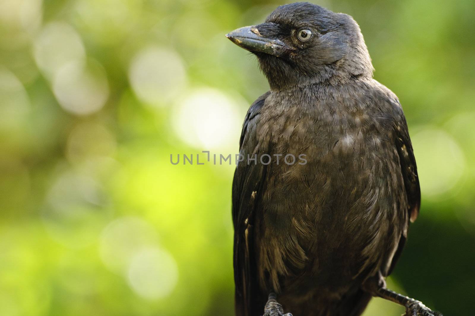 Close up of a Jackdaw (Corvus monedula)