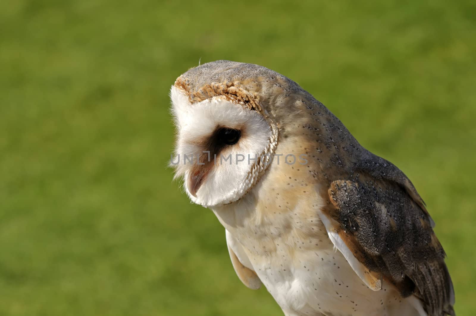 Close up of Barn Owl (Tyto alba)