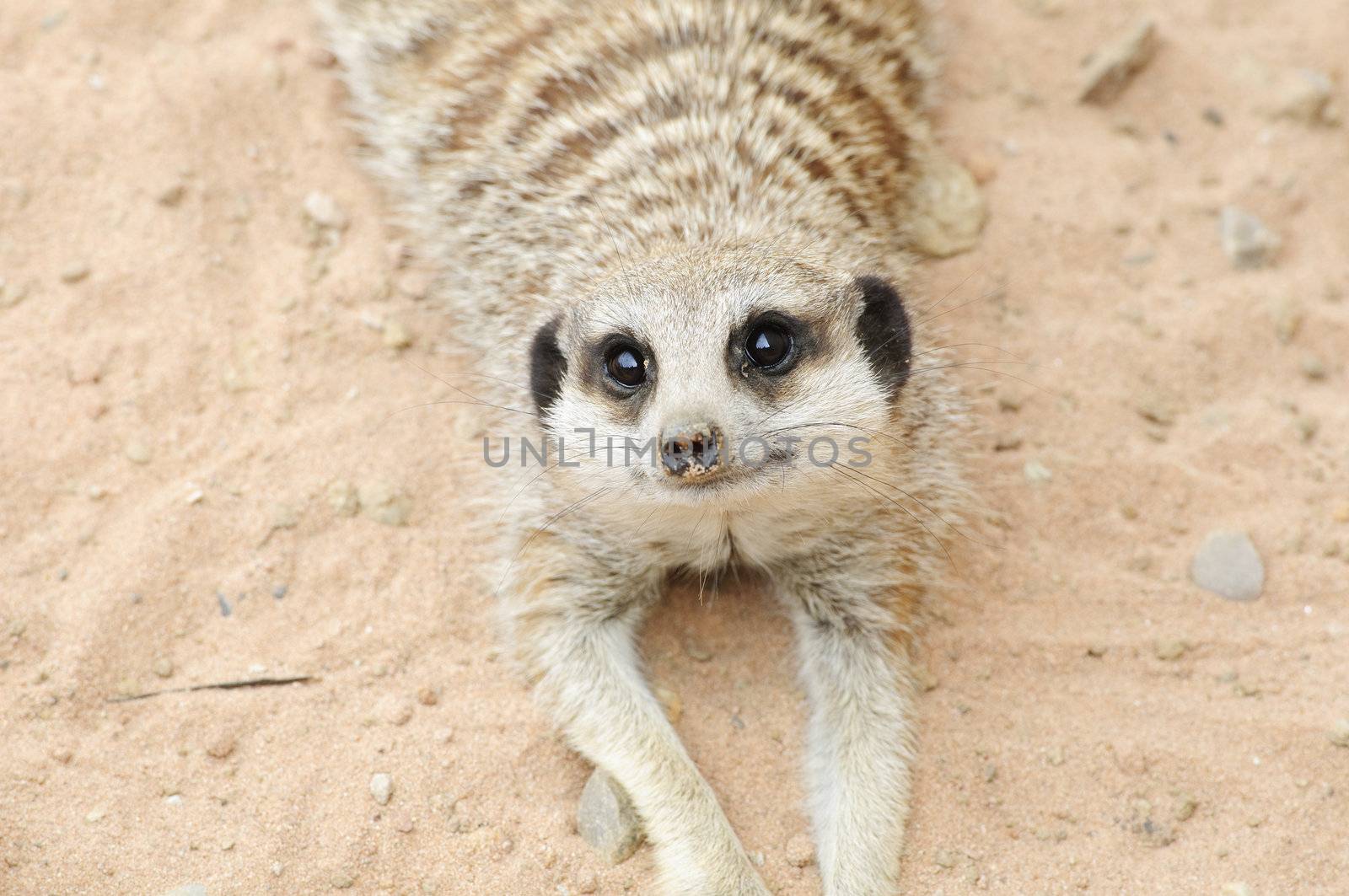 Close up of a Meerkat (suricata suricatta)