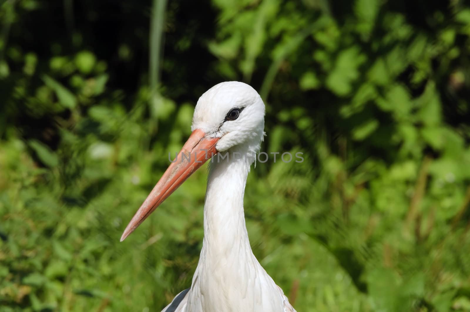 Close up of a White Stork (Ciconia ciconia)