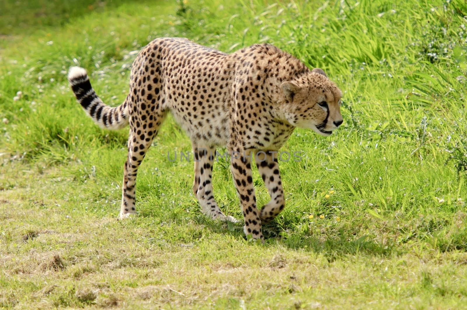 Close up of Cheetah (Acinonyx jubatus soemmeringii)