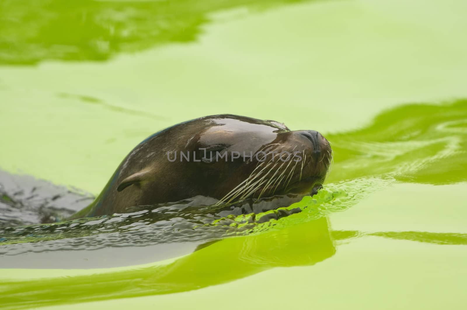 Closeup of a California Sea Lion (Zalophus californianus)