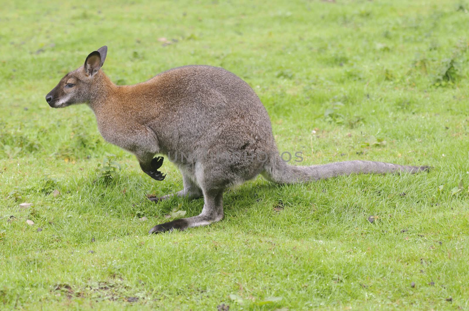 Closeup of a Red-necked Wallaby (Macropus rufogriseus)