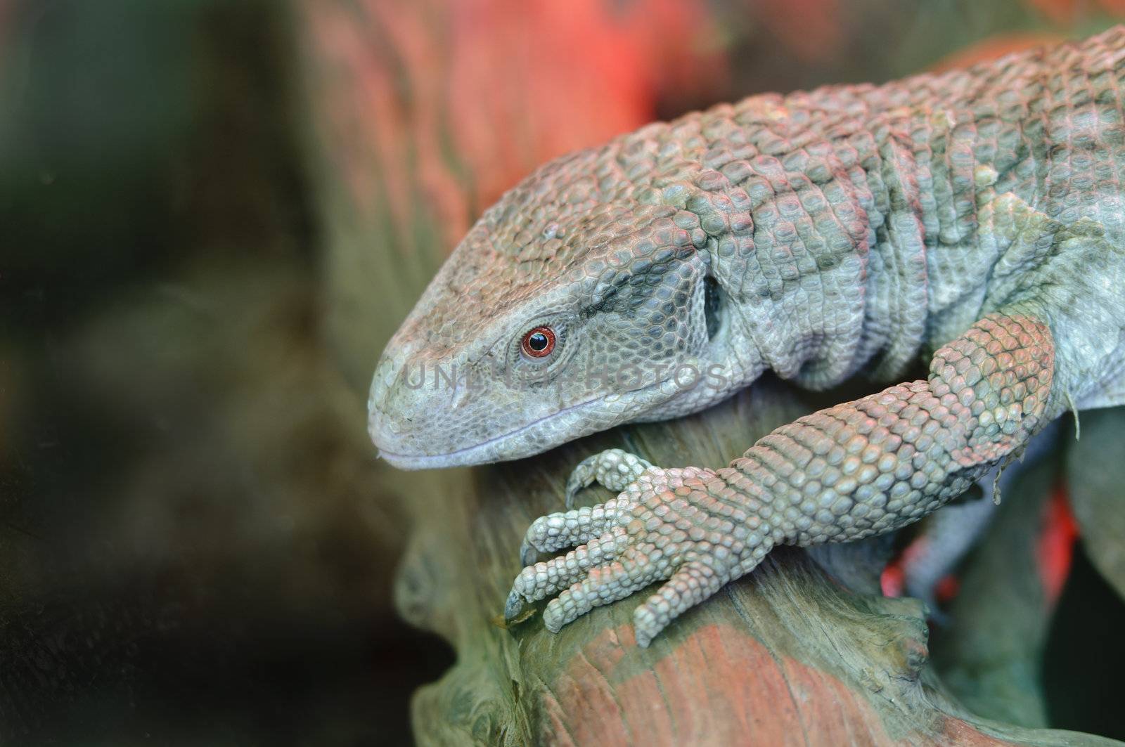 Close up of a Savanna Monitor (Varanus exanthematicus) or Boscs Monitor