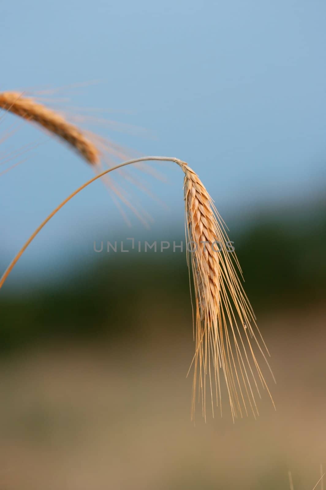 Golden wheat spike on a field