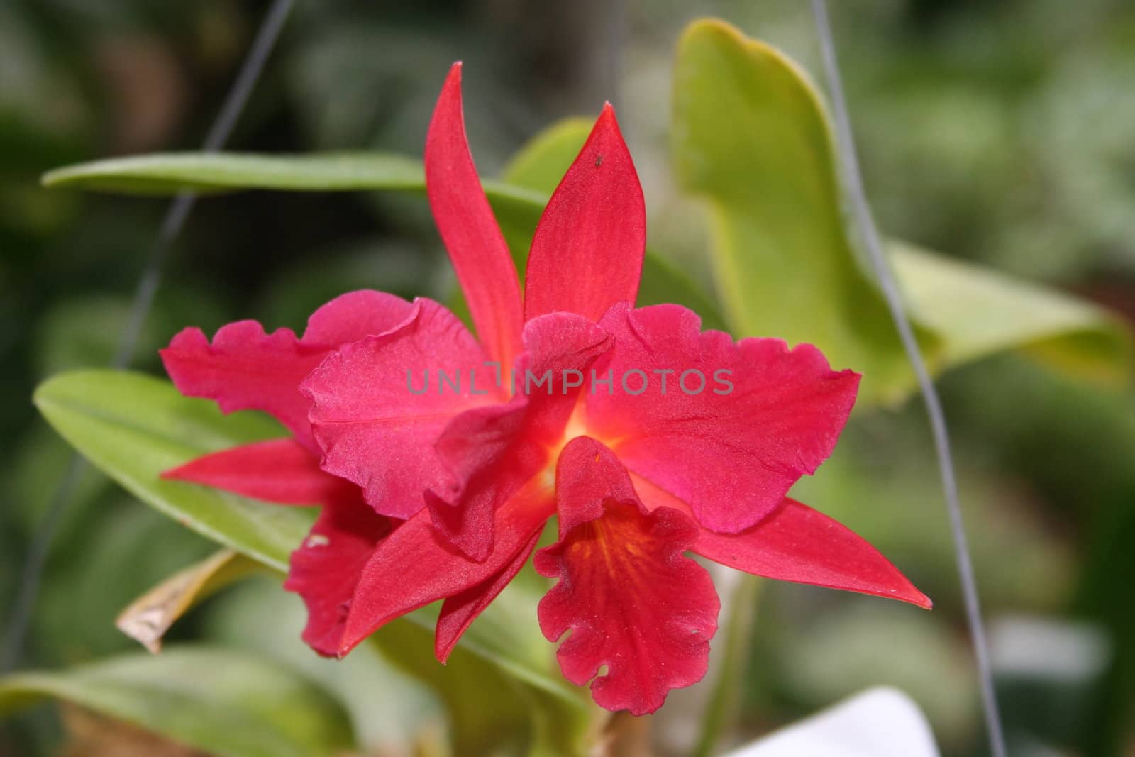 Beautiful red orchid