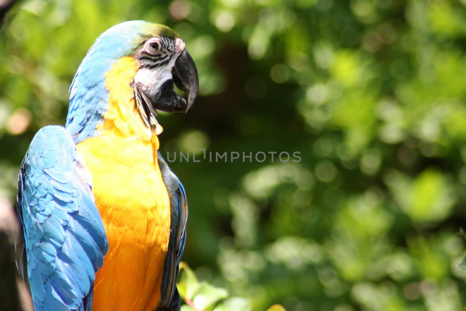 Colorful parrot with blue wings, yellow front, and other colors