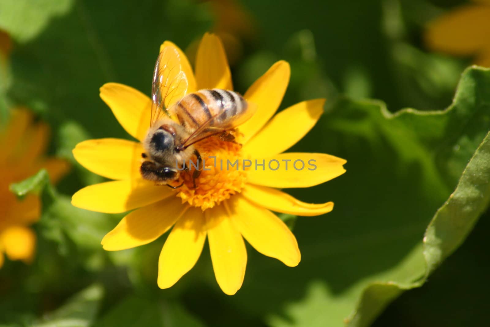 Yellow and black striped bee on yellow flower with greenery background