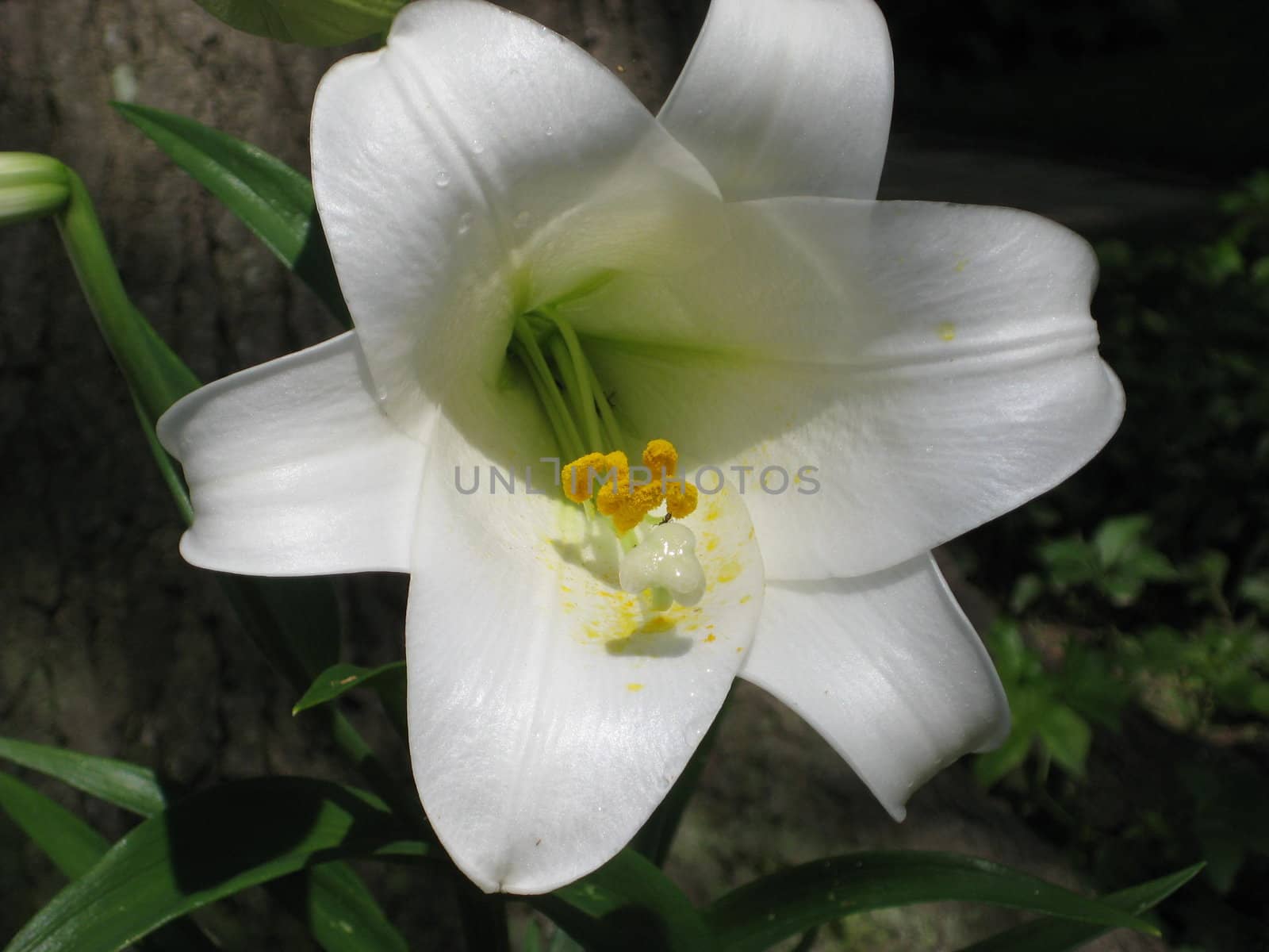 White Easter lilly with yellow center and semi-transparent petals