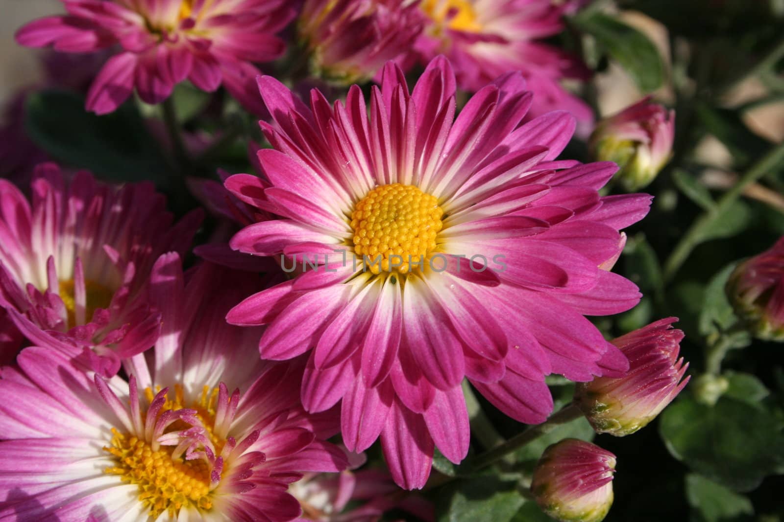 Purple flower with yellow center, surrounded by other purple flowers