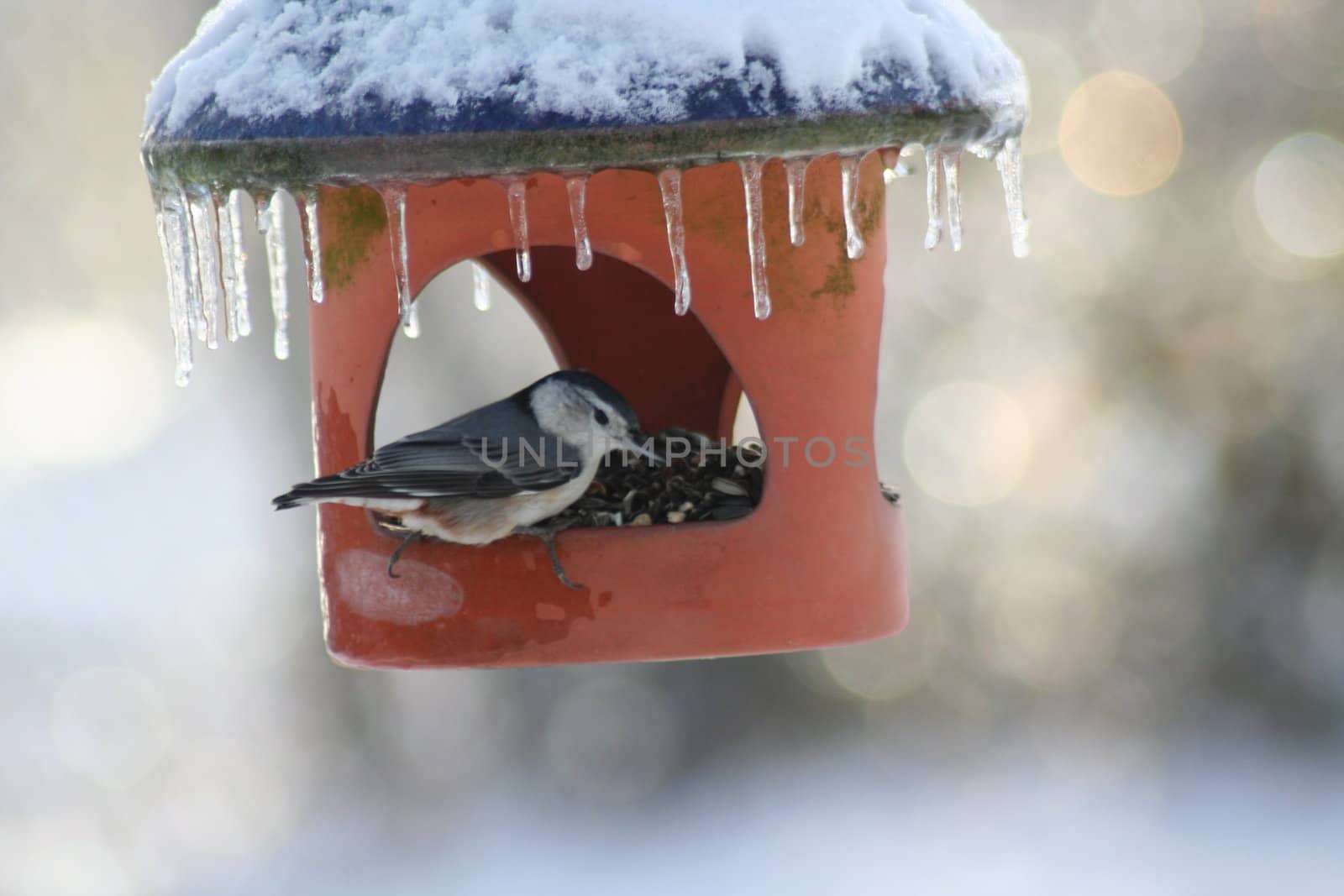 Bird on feeder that has snow and icicles