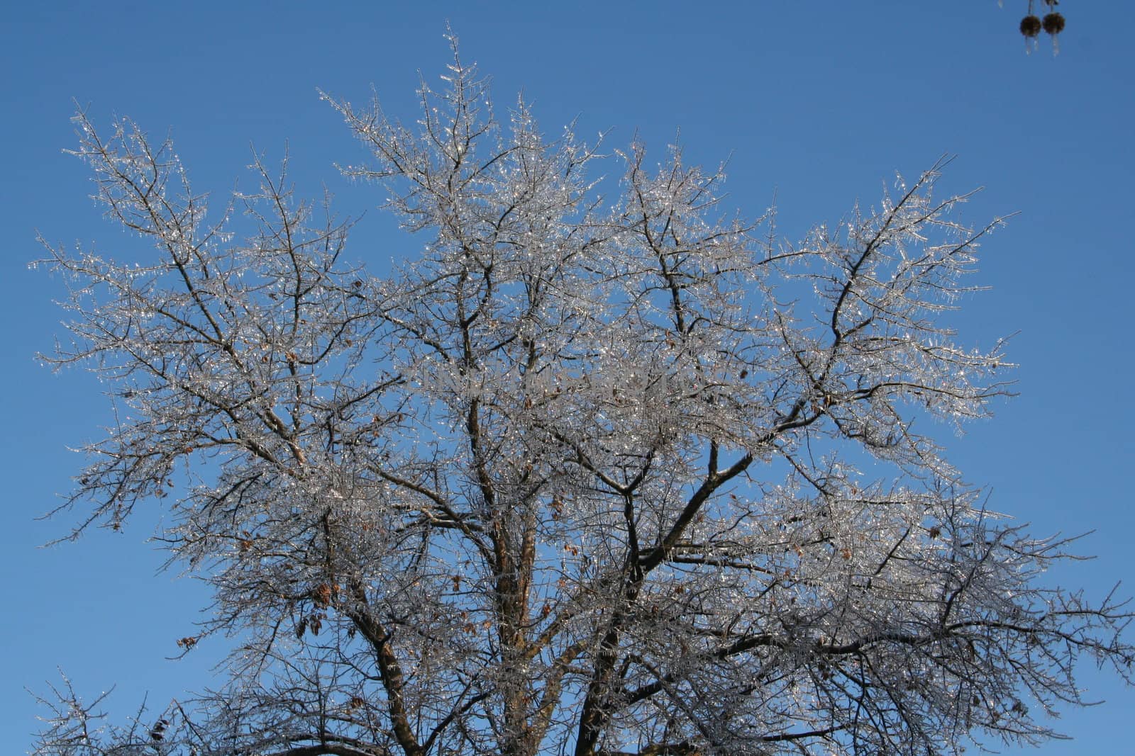Ice on tree after an ice storm