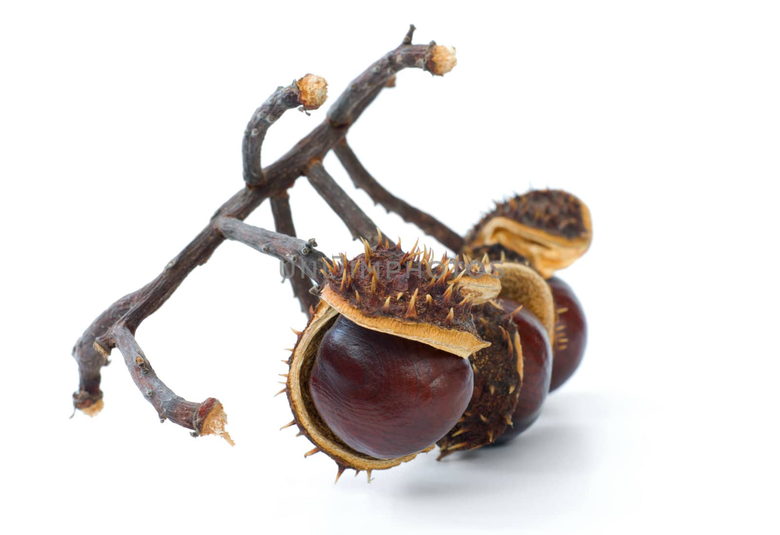 Branch with chestnuts in a peel