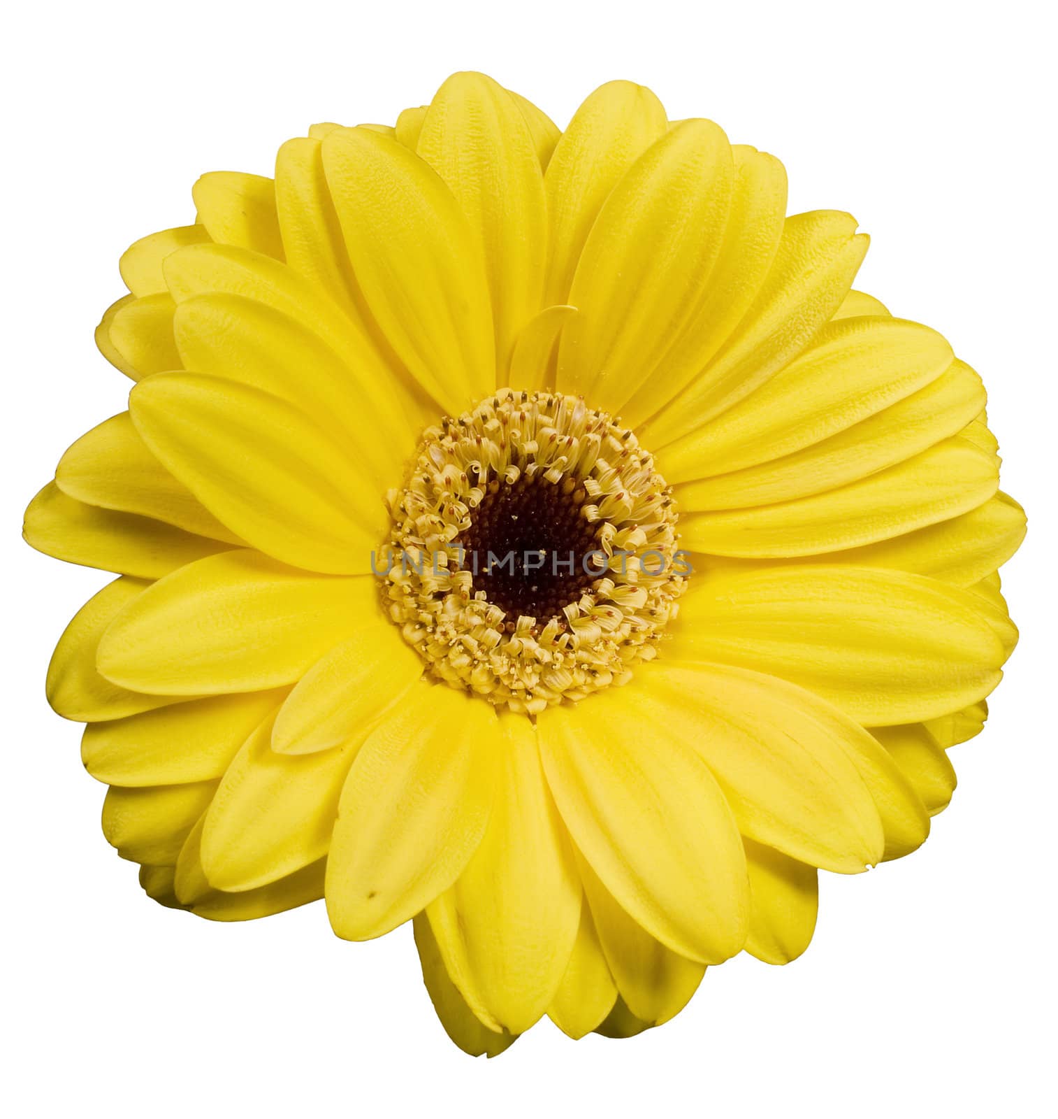 Yellow flower isolated on the white background