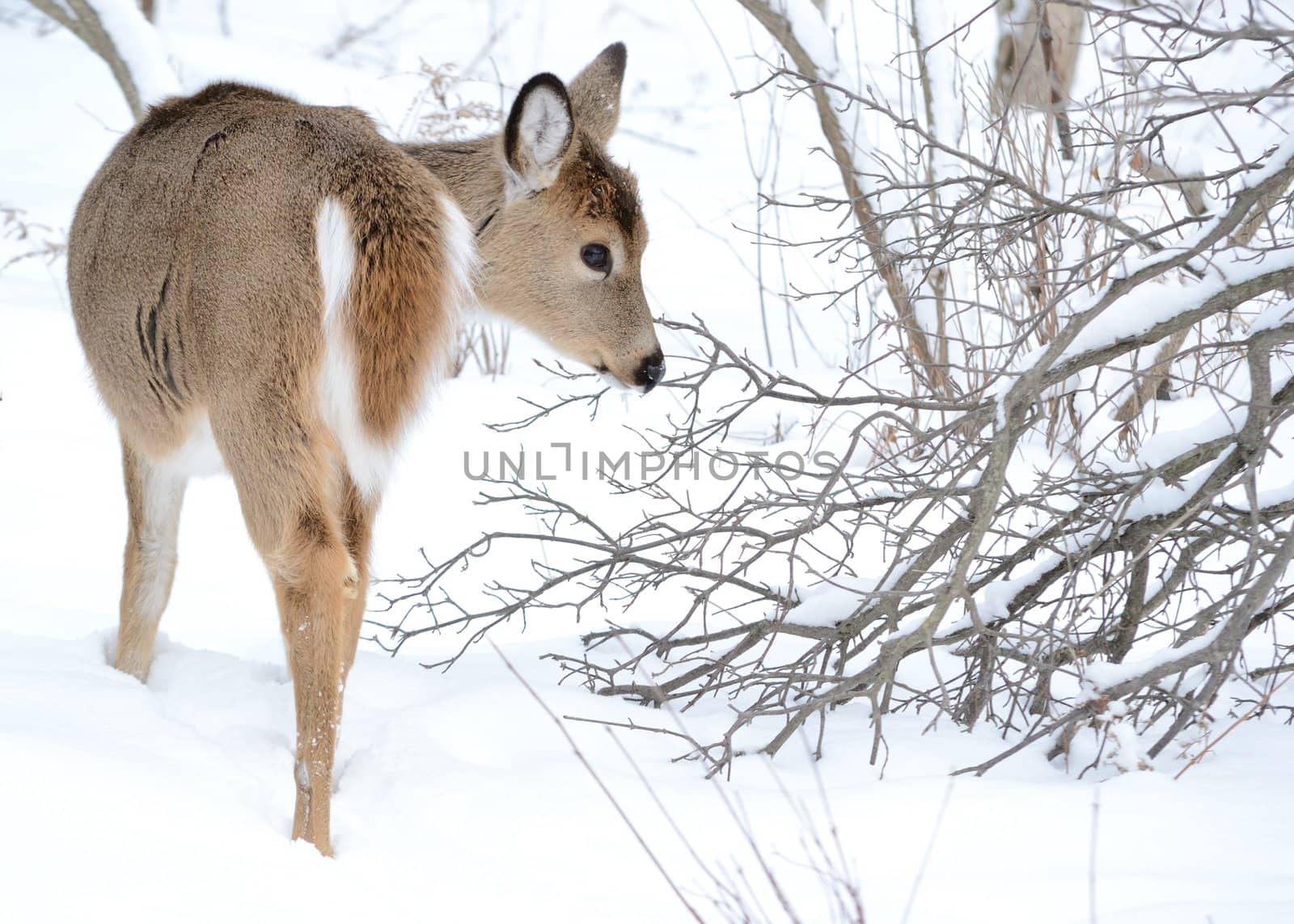 Whitetail deer yearling standing in the woods in winter snow.