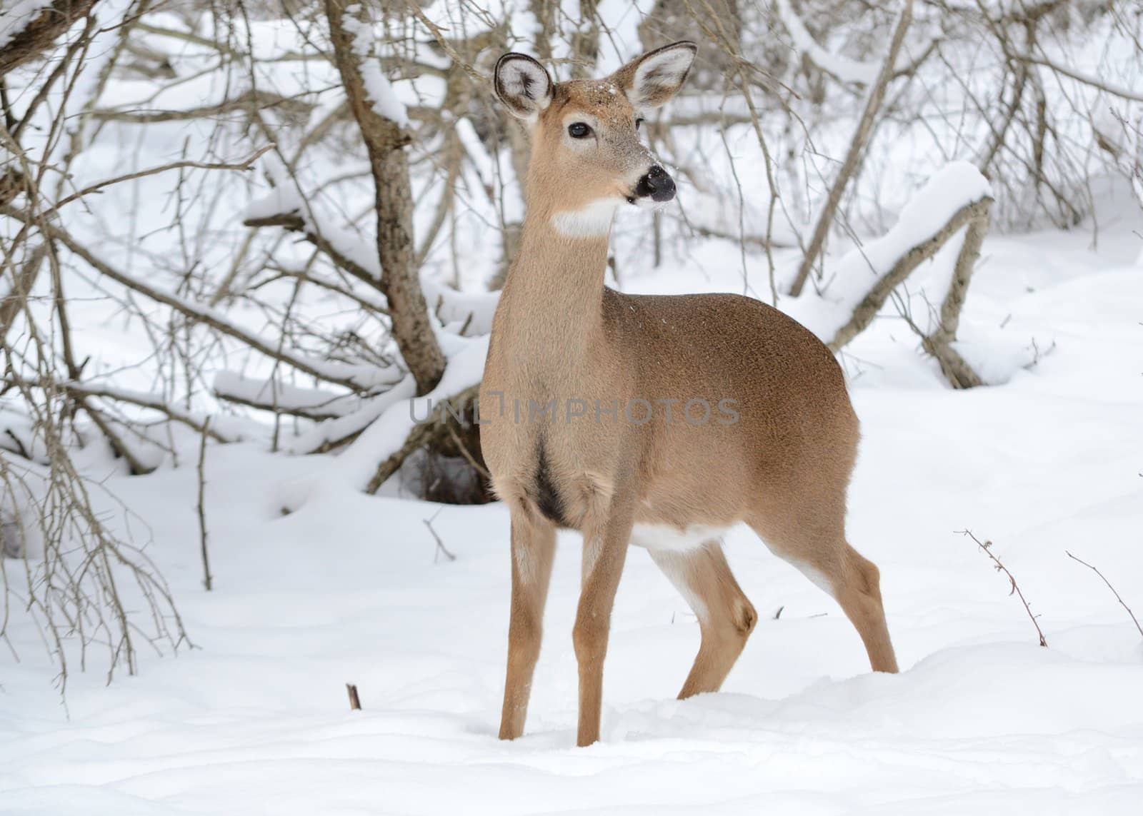 Whitetail deer doe standing in the woods in winter snow.