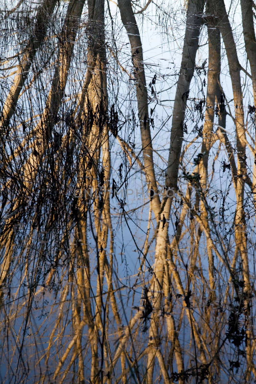 View of the reflection of a tall tree with no leafs submerged on a lake.