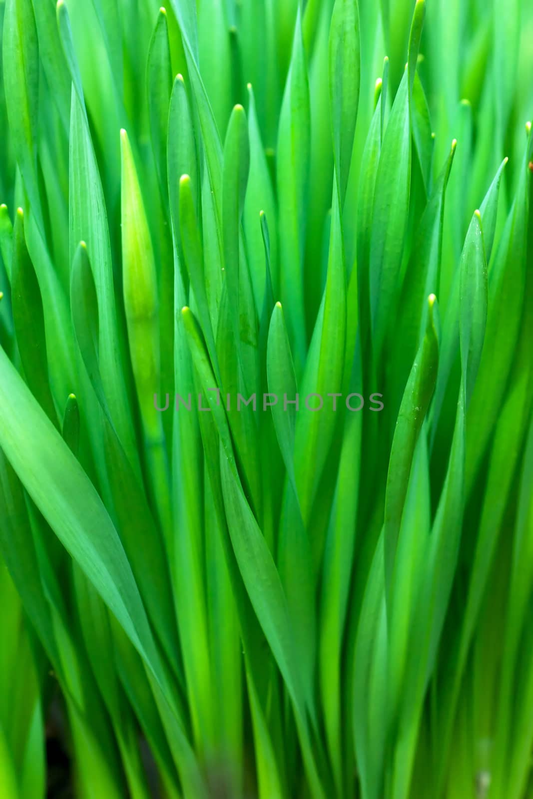 Grass by AGorohov