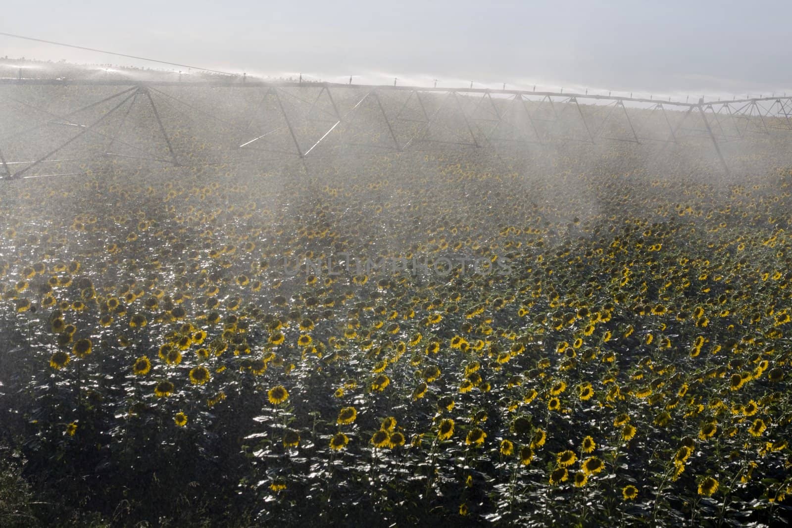 View of a active irrigation system watering a sunflower field.