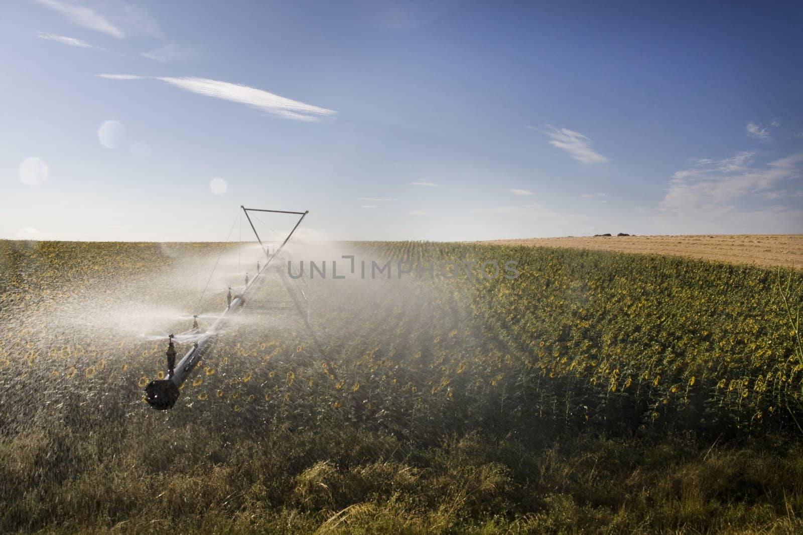 View of a active irrigation system watering a sunflower field.