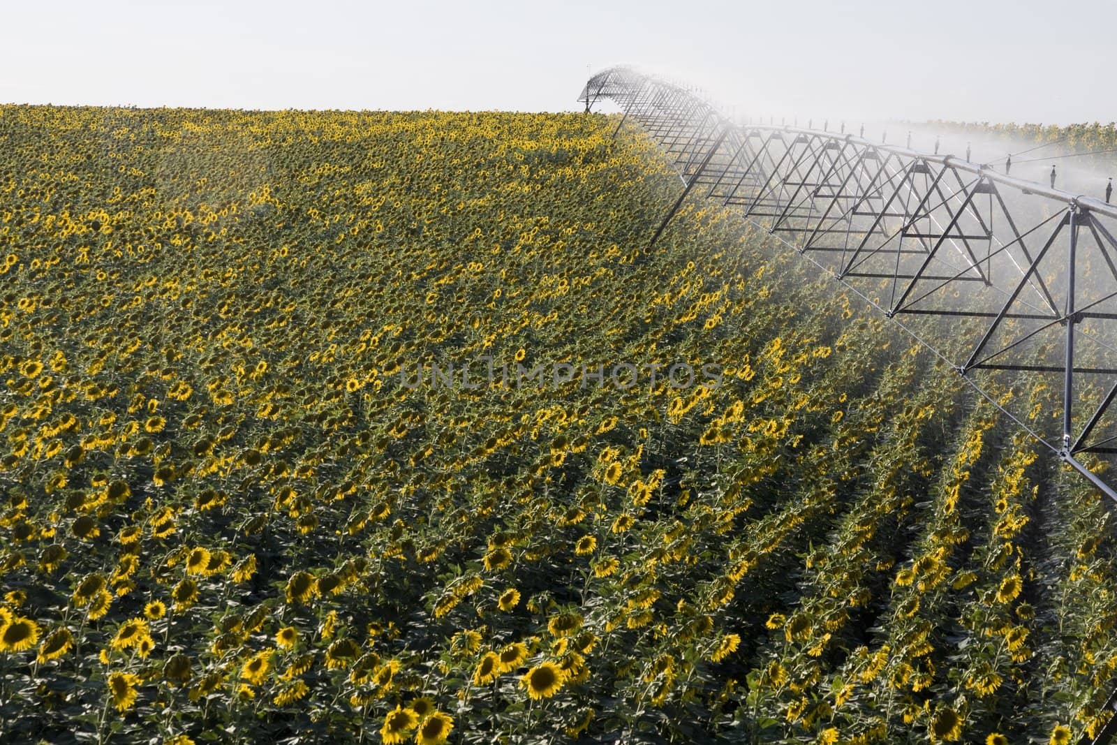 View of a active irrigation system watering a sunflower field.