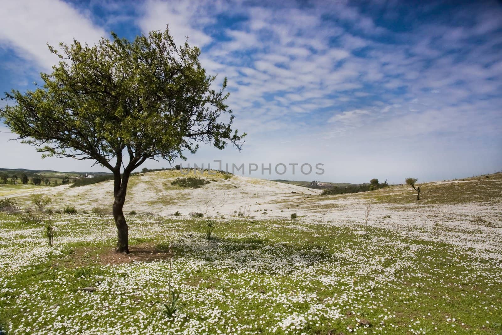 Beautiful view of a daisy flower field on the hills with a almond tree on the left side.