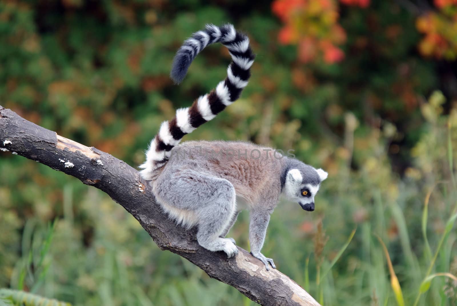 Picture of a beautiful Ring-tailed Lemur from Madagascar