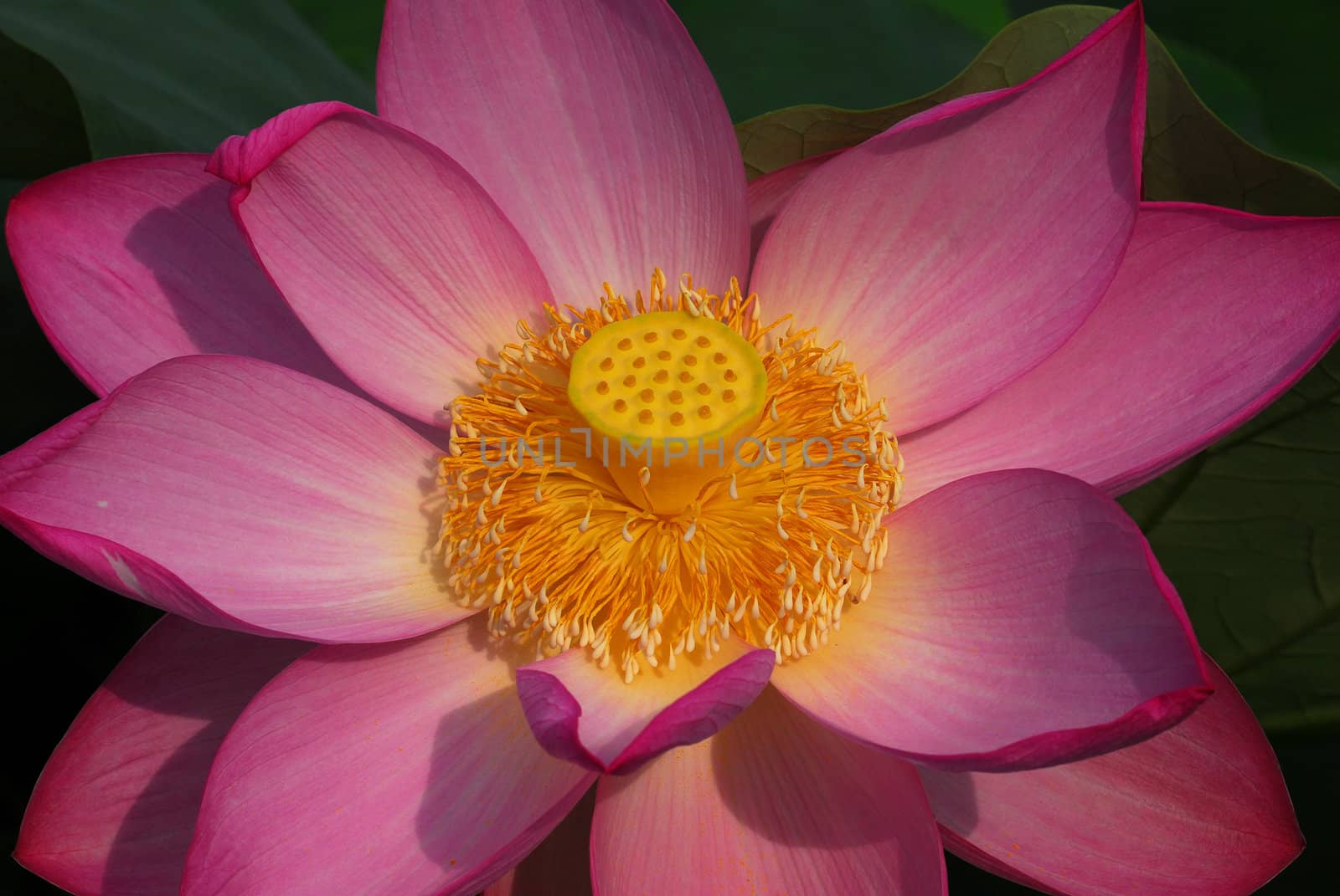 Close up detailed picture of a pink lotus flower