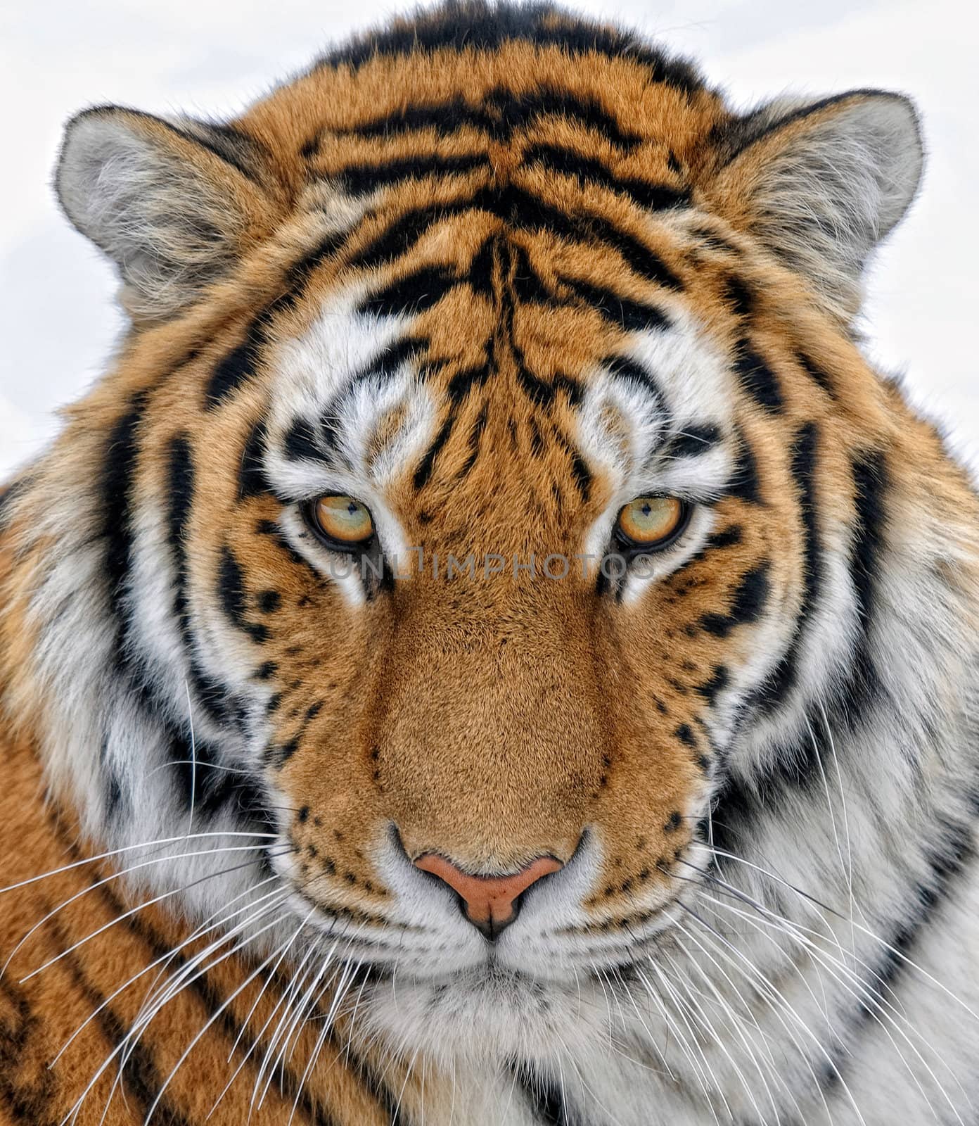 Close up portrait of a beautiful Siberian tiger