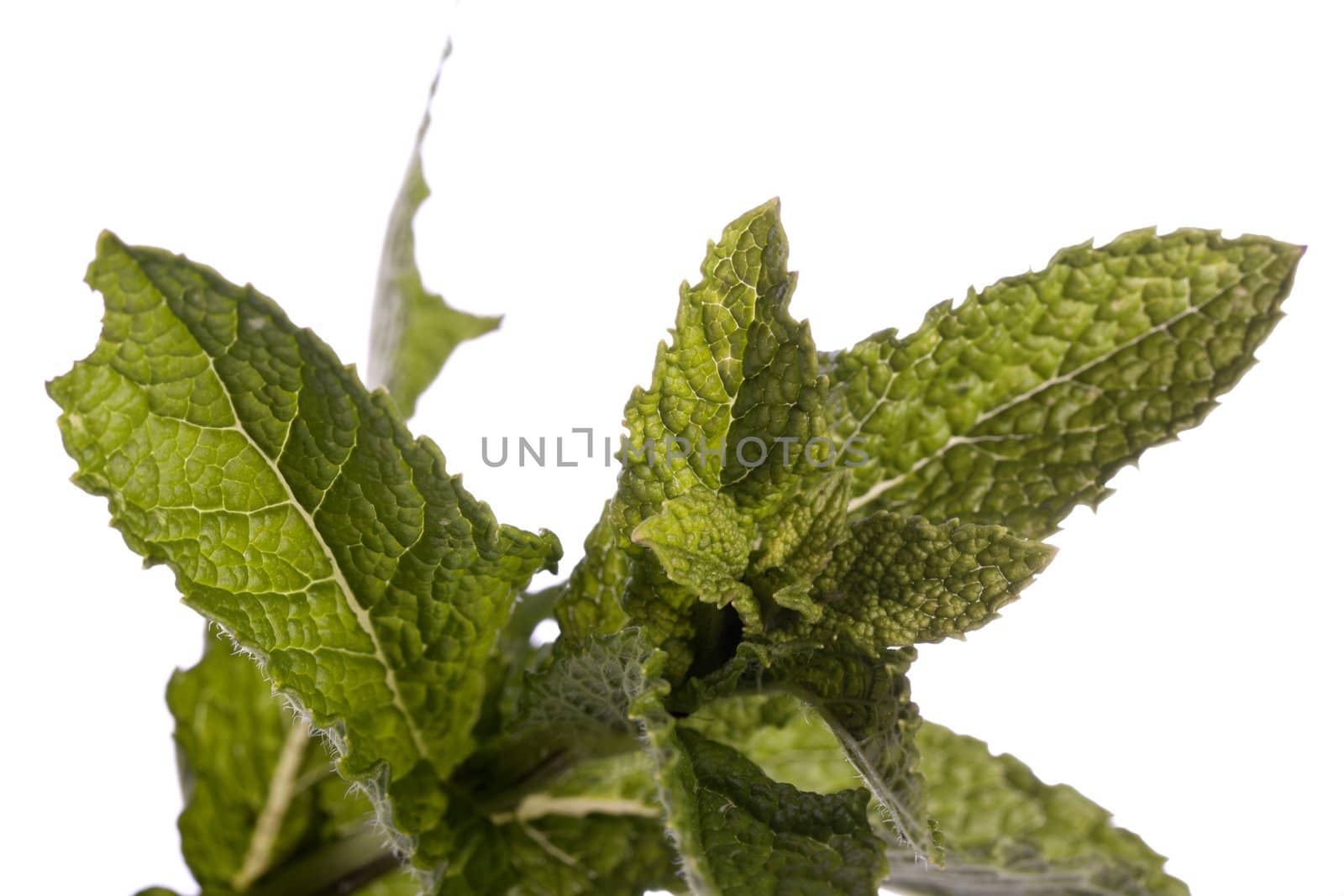 Close up view of a mint plant isolated on a white background.