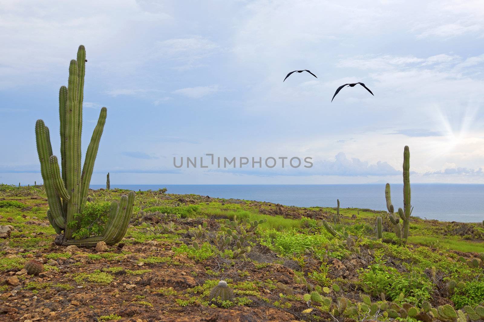Aruba landscape by kjorgen