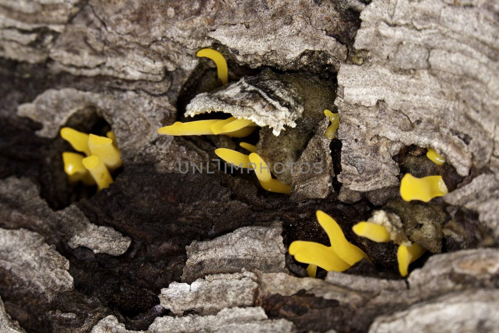 Some yellow fungus emerging from a dead tree.