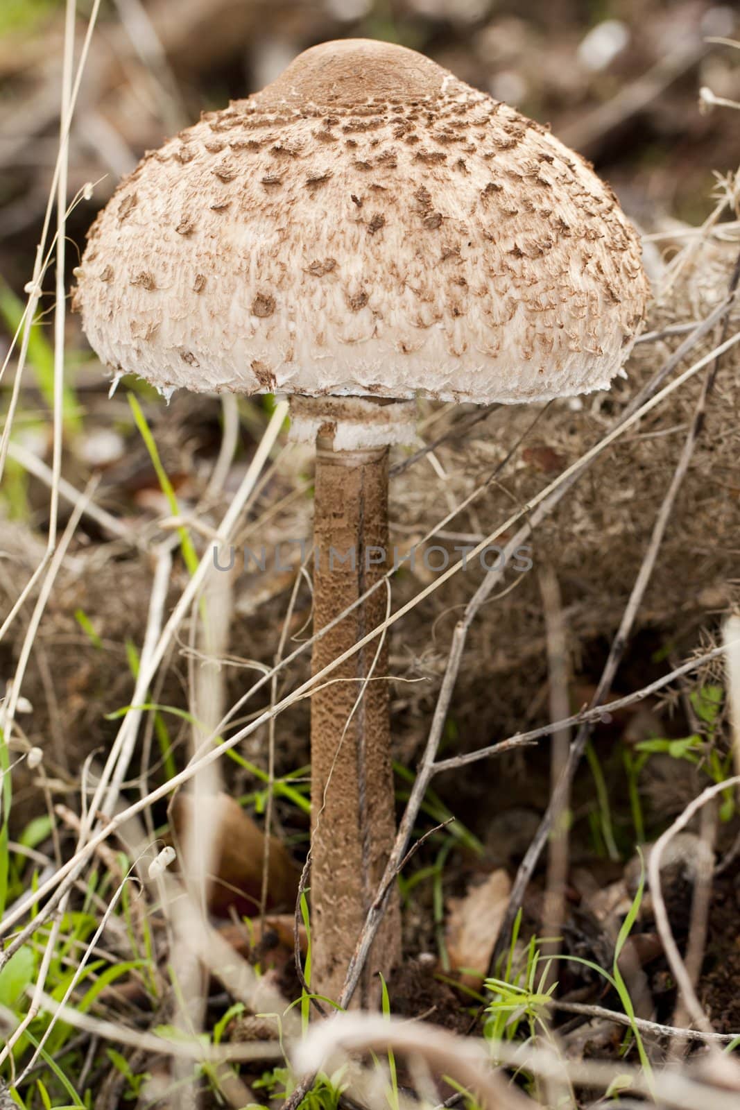 Close up view detail of a parasol mushroom on the forest.