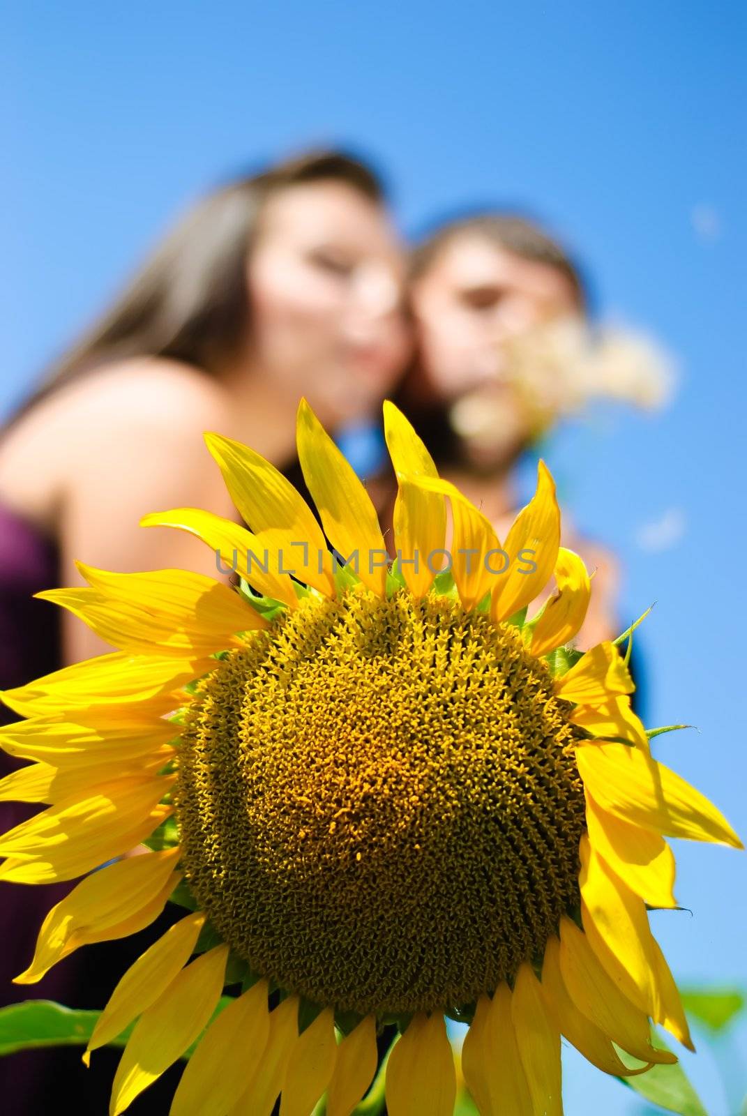 Sunflower and blurred young couple on the background