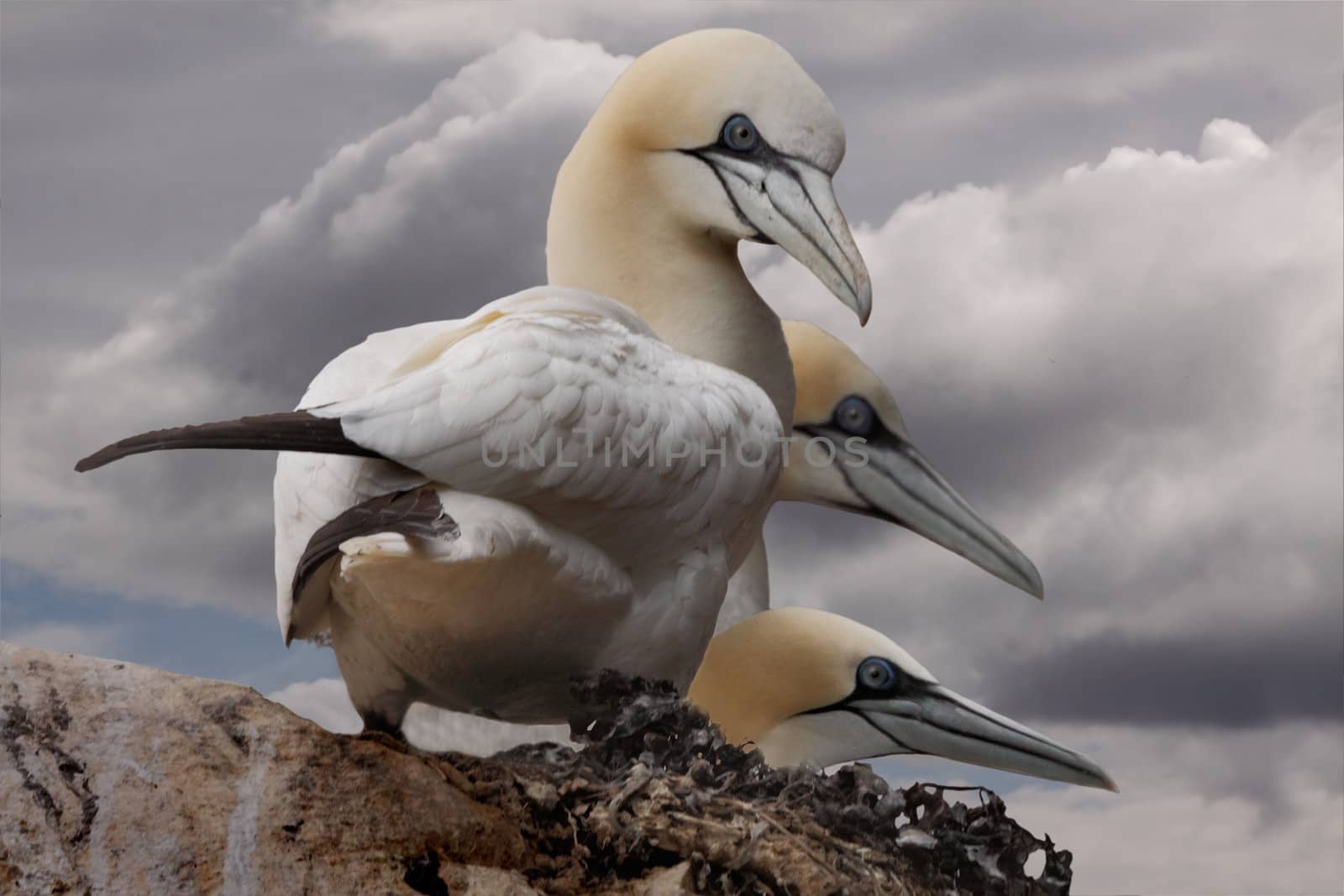Three adult Northern Gannets on a cliff top on Bass Rock in Scotland.