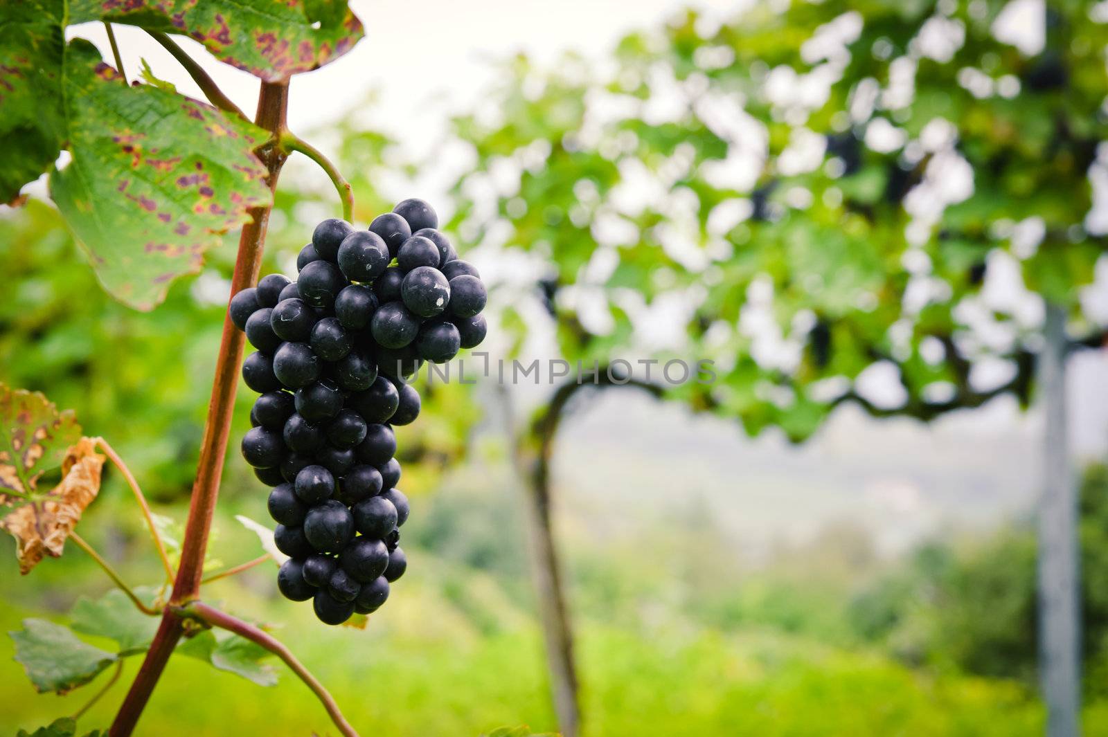 Close Up of a Red Grape in a Vineyard