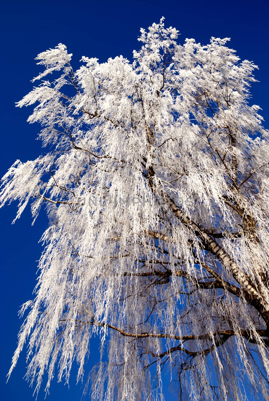 Frost on trees in austrian winter