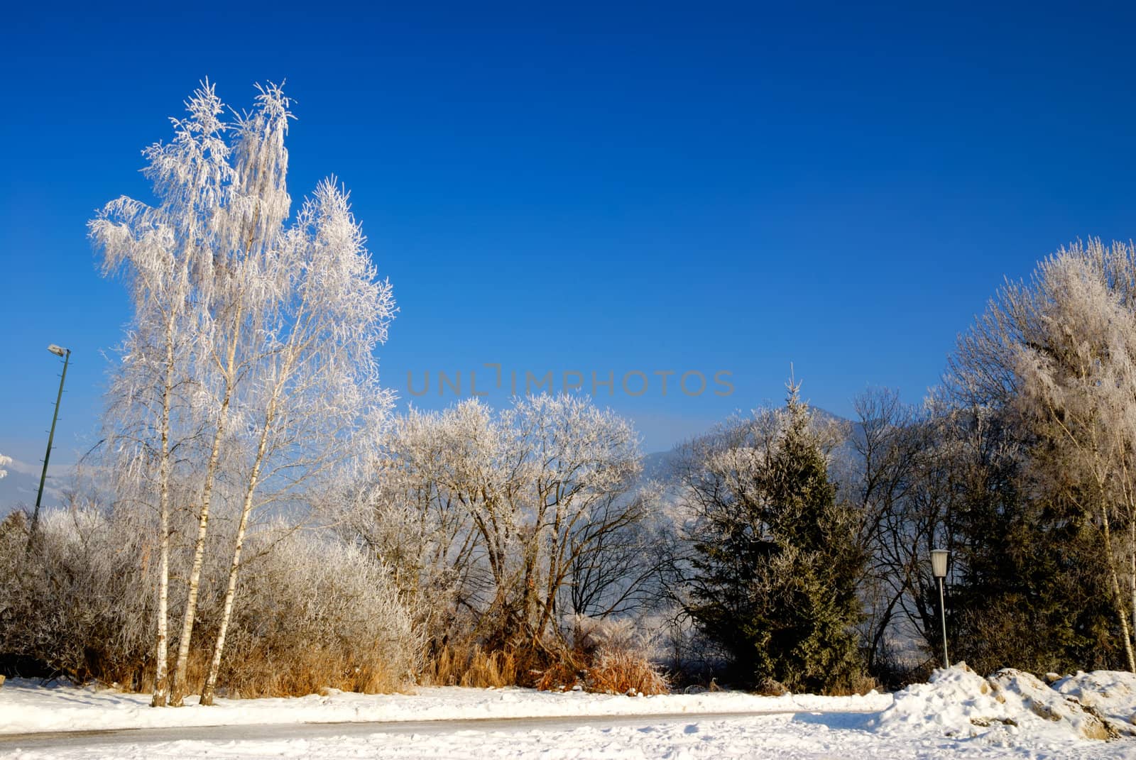 Frost on trees in austrian winter