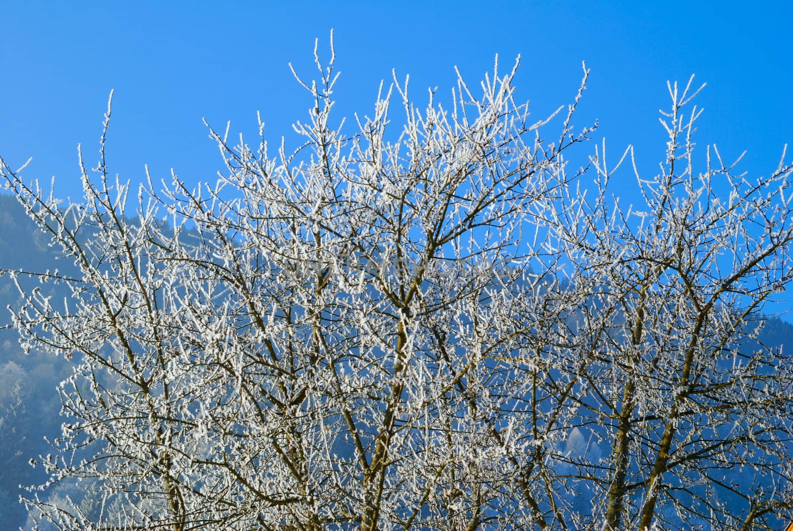 Frost on trees in austrian winter