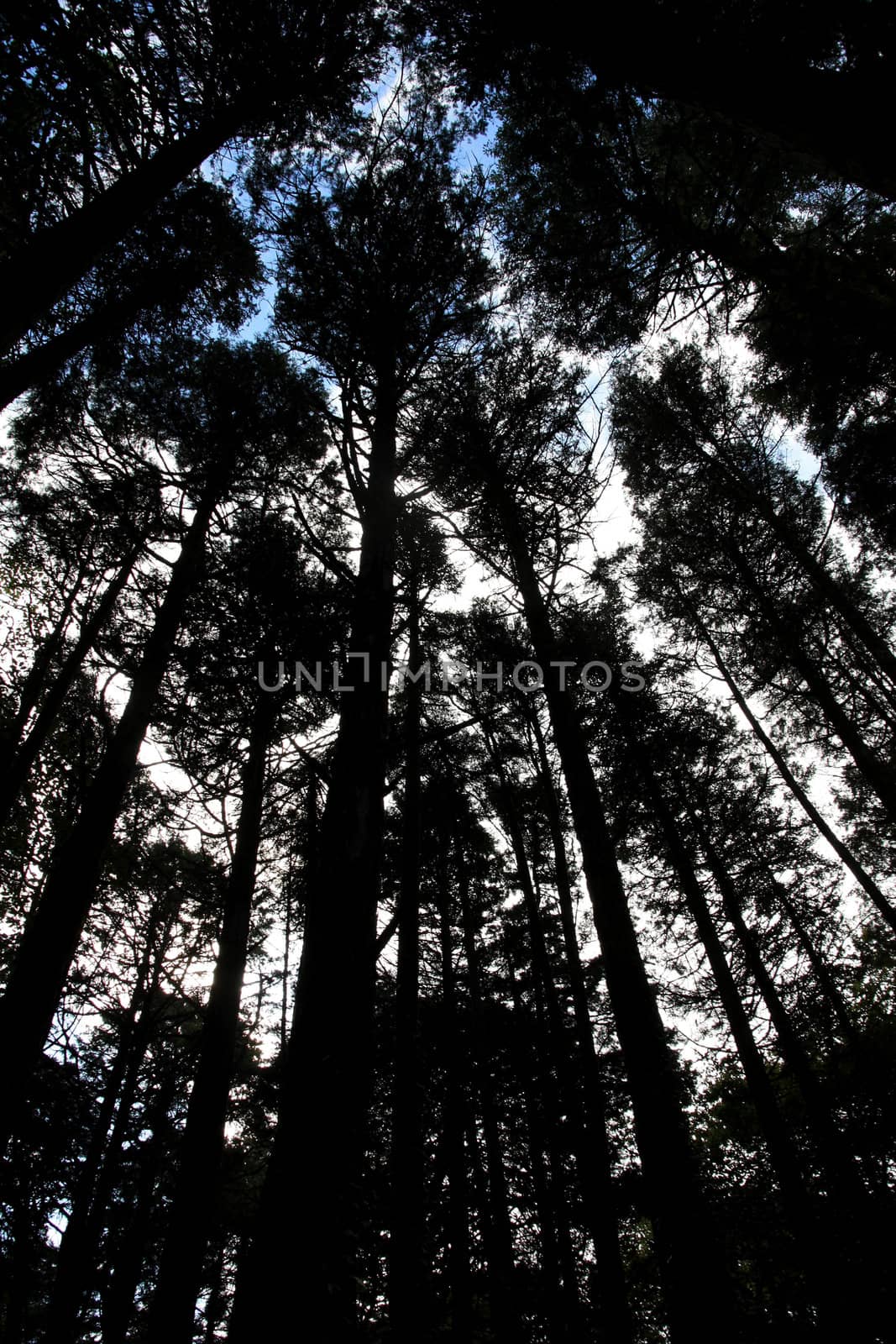 View of many tall pine trees on a forest.