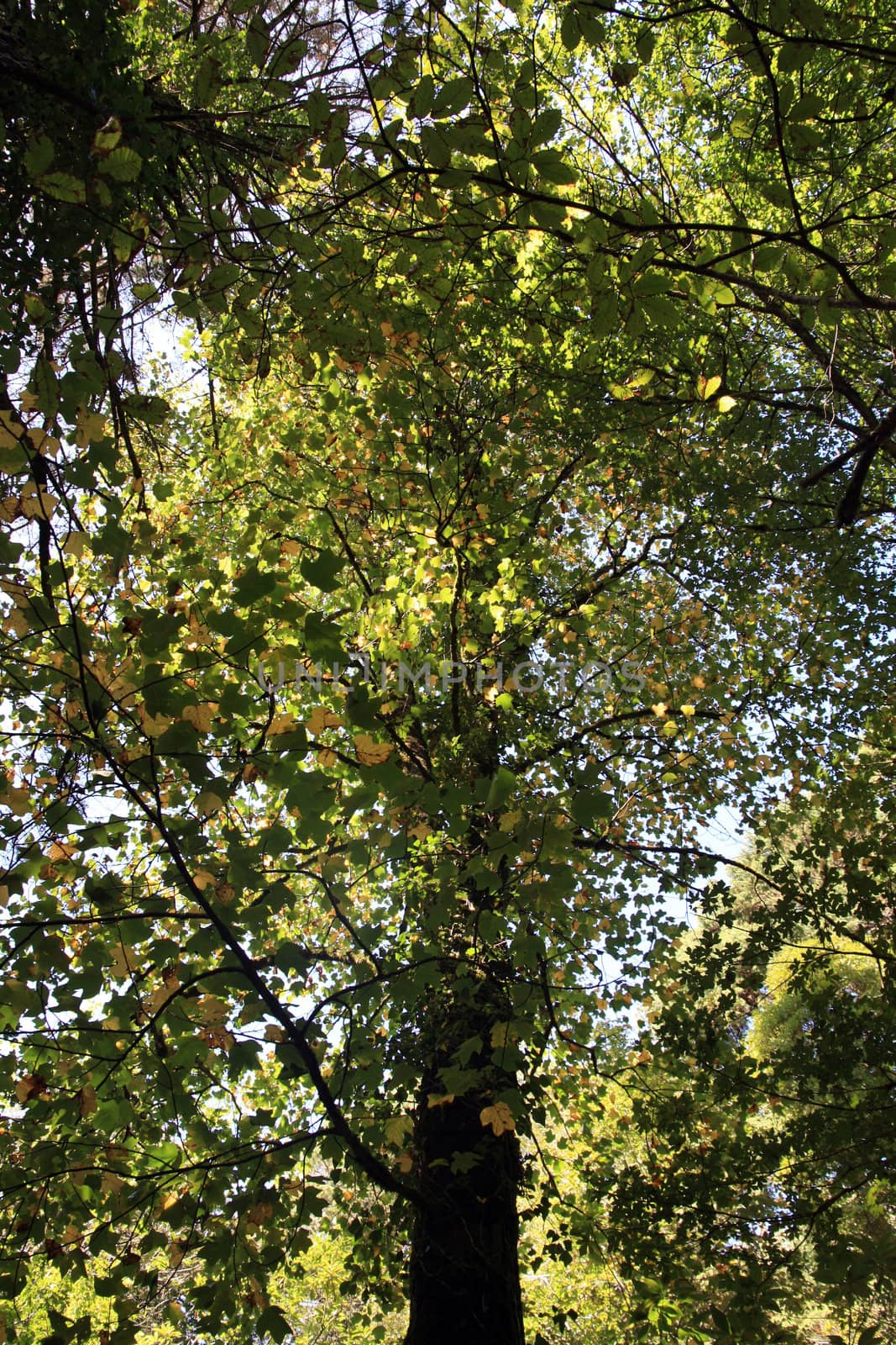 Underneath view of some tall trees on a forest.