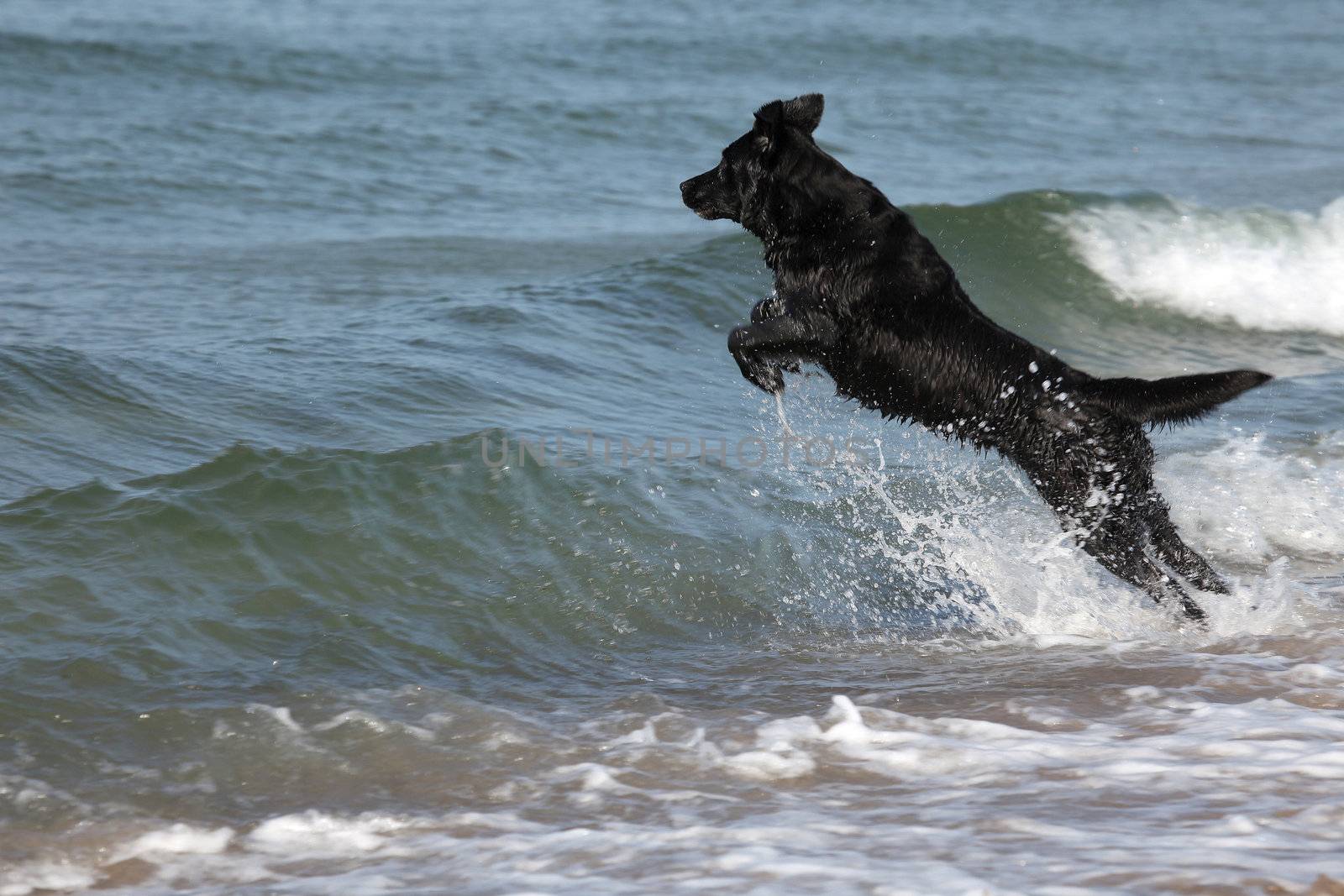 a black dog jumps from the right to left over waves into the sea 